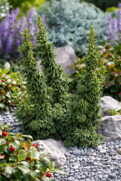 Туя Малоніана Холуб